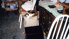 Katrina Cat at Julia (Judy) Kish Dorrough s home in Medway